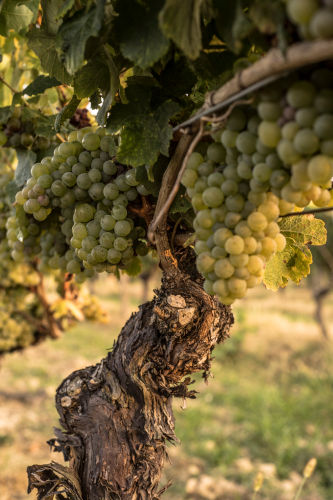 Alte Rebstöcke der Domaine du Tariquet