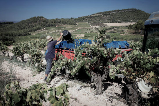 Alte Rebstöcke bei Celler de Capcanes